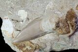 Otodus Shark Tooth Fossil in Rock - Eocene #111044-1